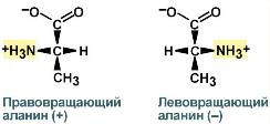 Изомерия аминокислот. Право- и лево-вращающие формы аланина